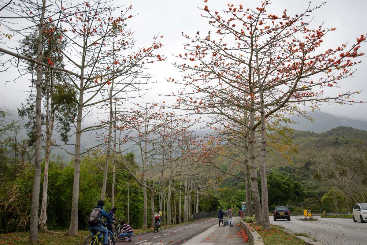 Cotton Tree (Bombax Ceiba) with flaming red flowers along Ting Kok Road