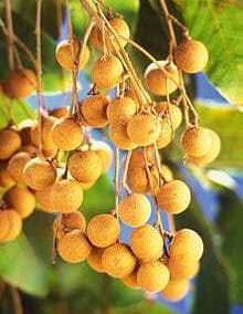 Longan