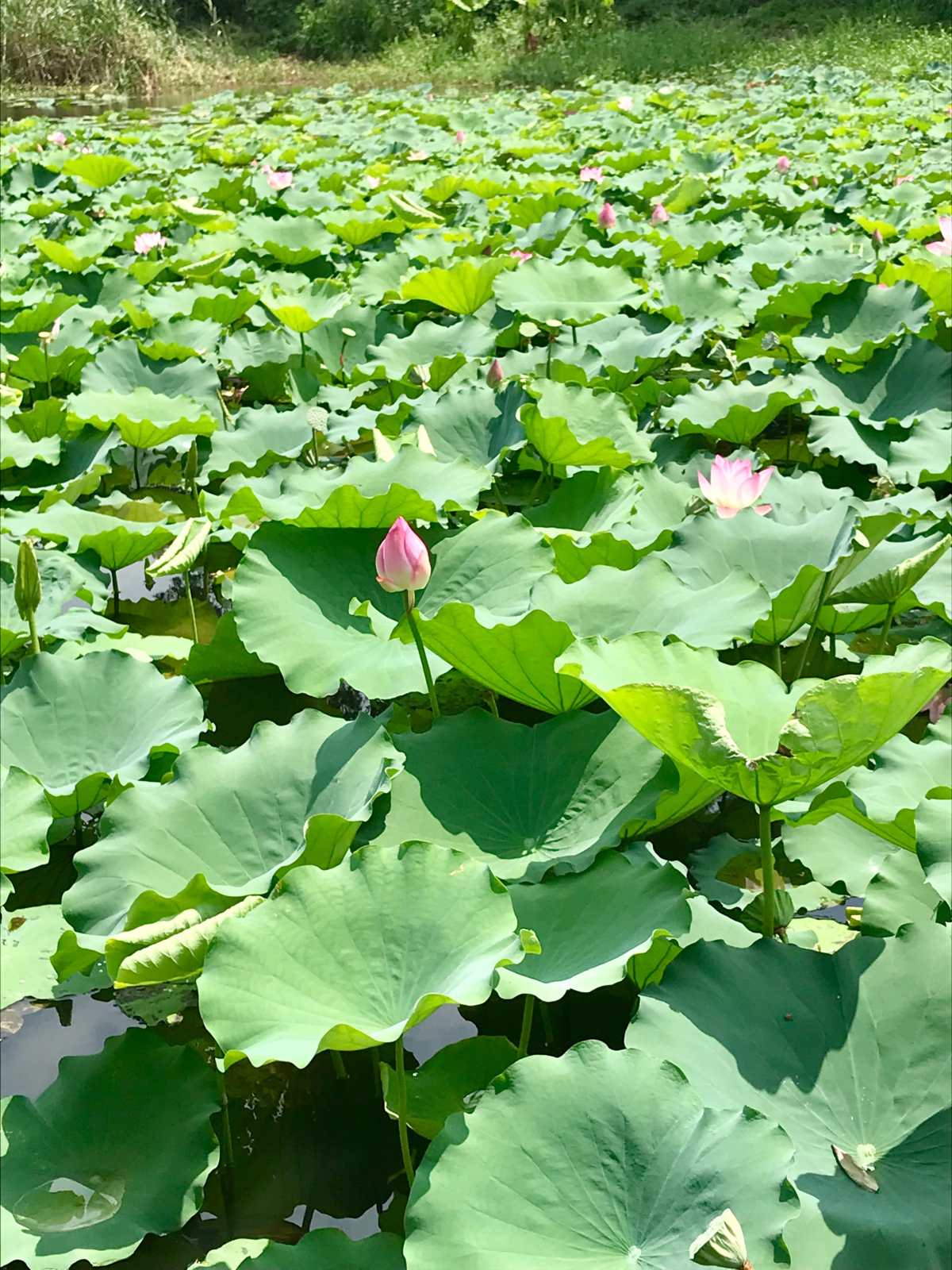 A budding Lotus Flower