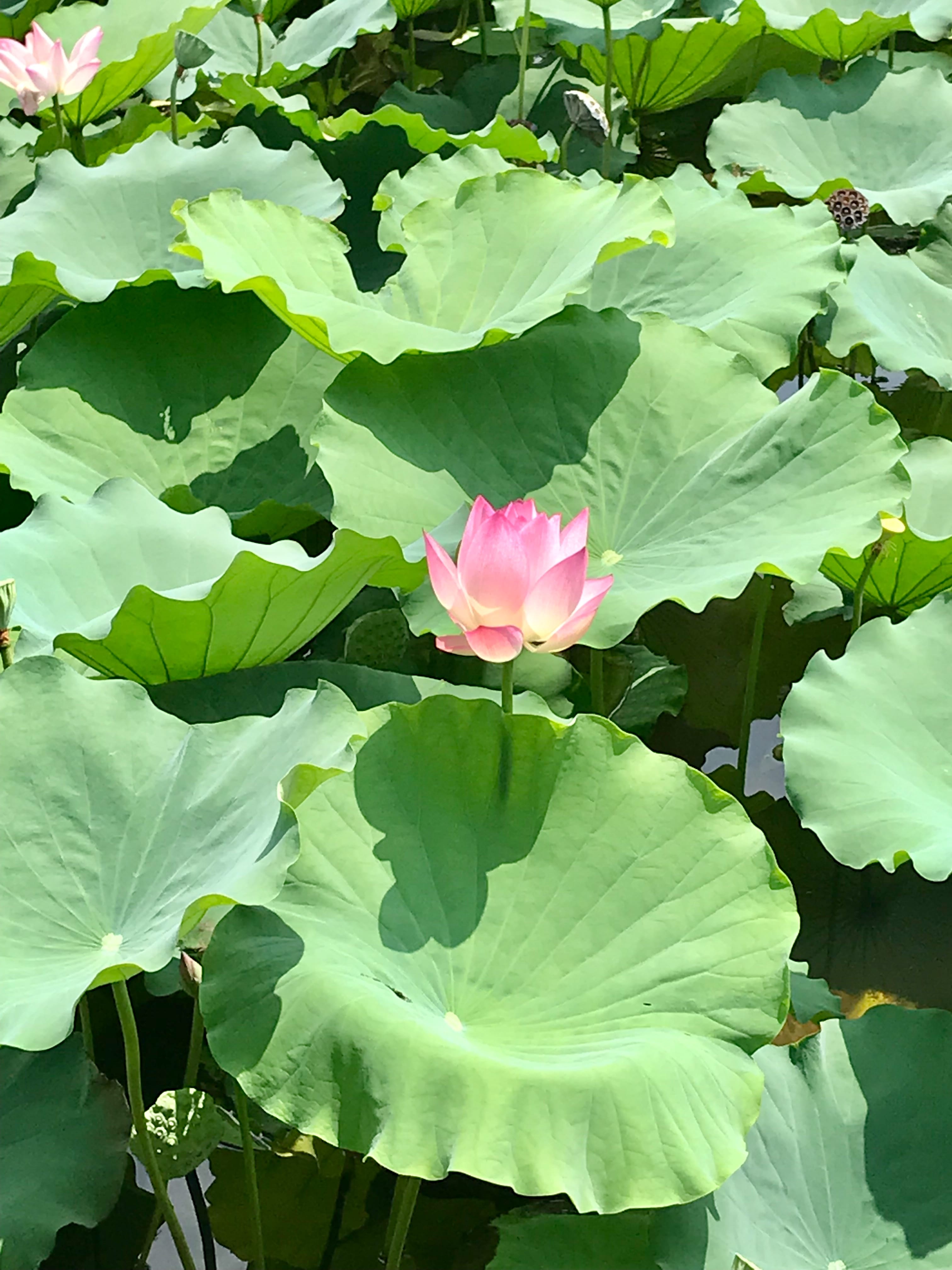 Lotus Flower in full bloom