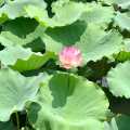 Lotus Flower in full bloom