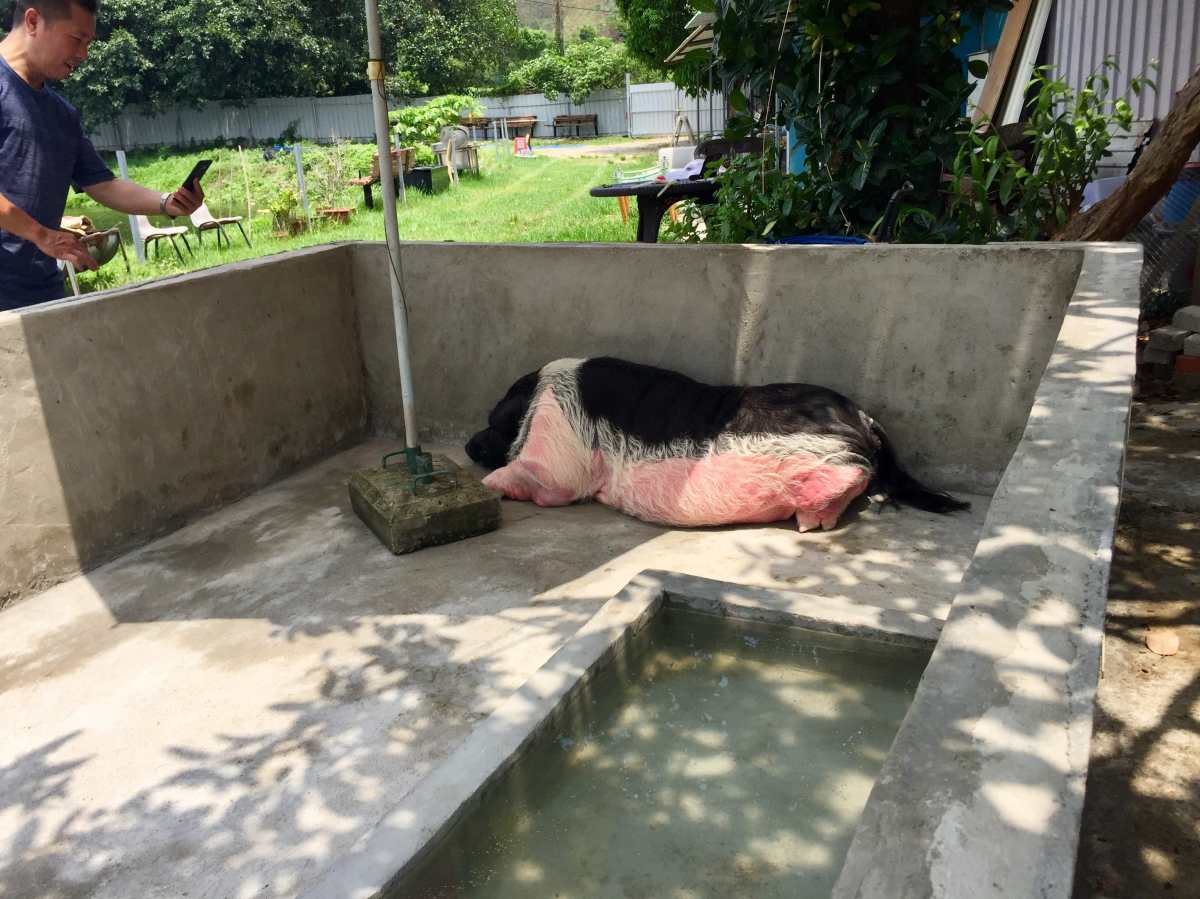 "Bo-bo" - Mascot of the farm is resting in the shade