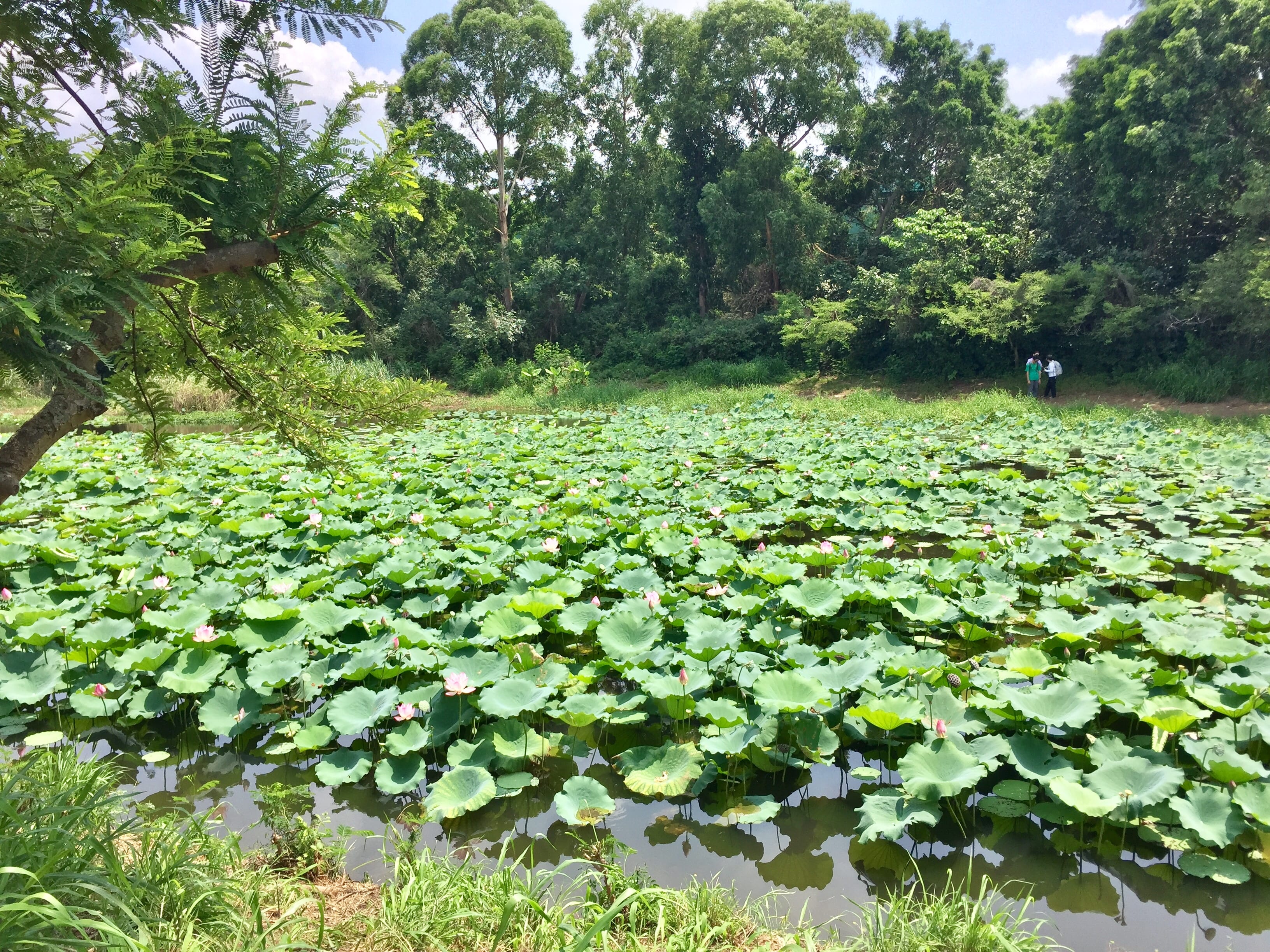 A large Lotus Pond