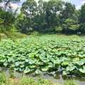 A large Lotus Pond